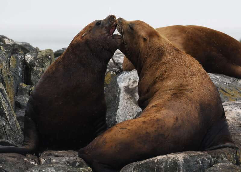 From Victoria: Whale Watching Trip on Covered Boat - Naturalists who make the trip worth more