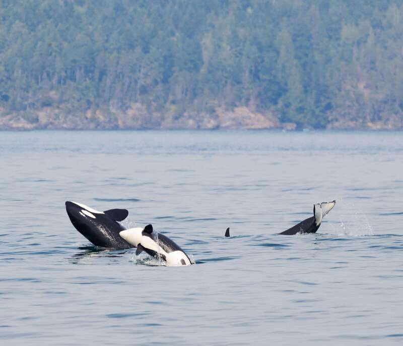 From Victoria: Whale Watching Trip on Covered Boat - Three hours in the Salish Sea