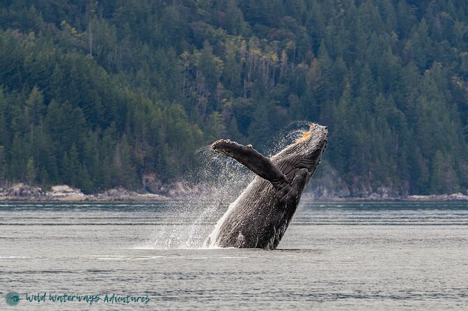 Full Day Whale Watching Campbell River - Key points at a glance