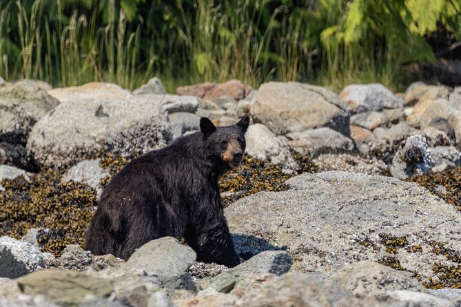 Full Day Whale Watching Campbell River - Looking for humpbacks and two kinds of orca