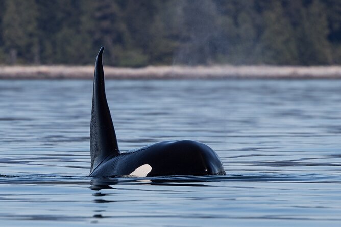 Full Day Whale Watching Campbell River - Eagles, dolphins, sea lions, and shoreline bears