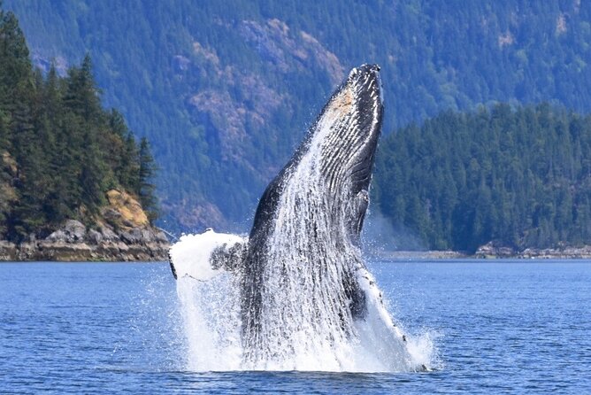 Full Day Whale Watching Campbell River - An island lunch with local food