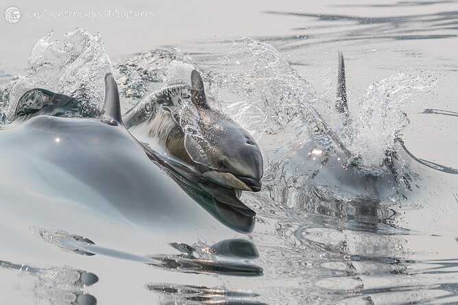 Full Day Whale Watching Campbell River - Riding the coastal fjords and tidal rapids