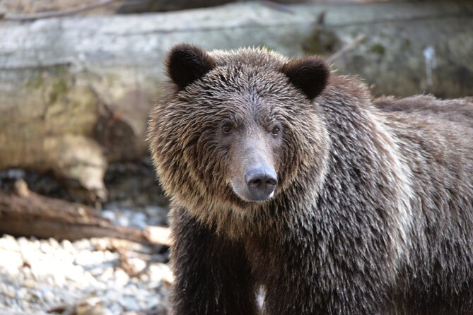 Great Bears of Bute: Grizzly Bear Viewing & Indigenous Cultural Tour - Five things to know before booking