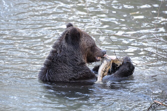 Great Bears of Bute: Grizzly Bear Viewing & Indigenous Cultural Tour - Is $457.12 a fair price?