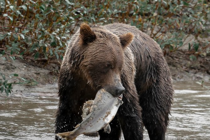Great Bears of Bute: Grizzly Bear Viewing & Indigenous Cultural Tour - Who will enjoy this experience most?