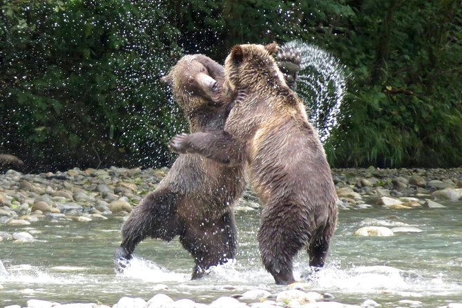 Grizzly Bear Expedition - Key Points Before You Book