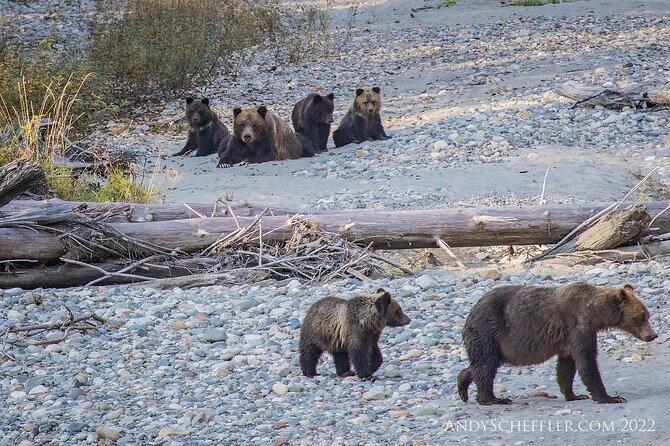Grizzly Bear Expedition - A Full Day Built Around Wild Bears