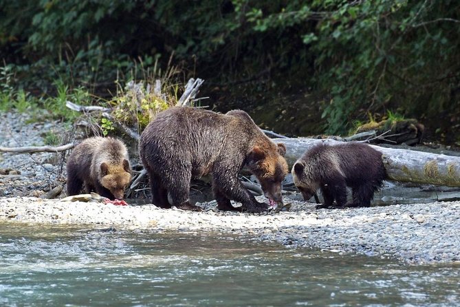 Grizzly Bear Expedition - Learning From Homalco First Nations Guides