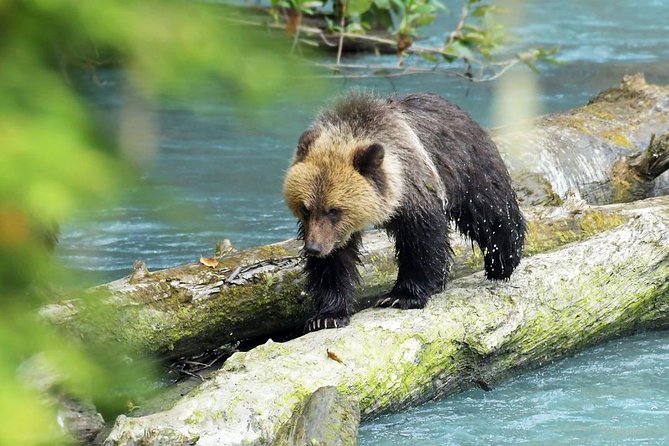 Grizzly Bear Expedition - Weather, Cancellations, and Booking Timing
