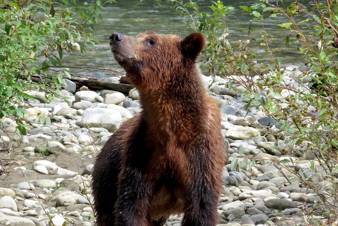 Grizzly Bear Expedition - Who Will Get the Most From This Expedition?
