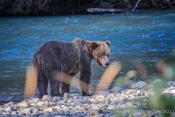 Grizzly Bear Expedition - Reaching the Orford River in Bute Inlet