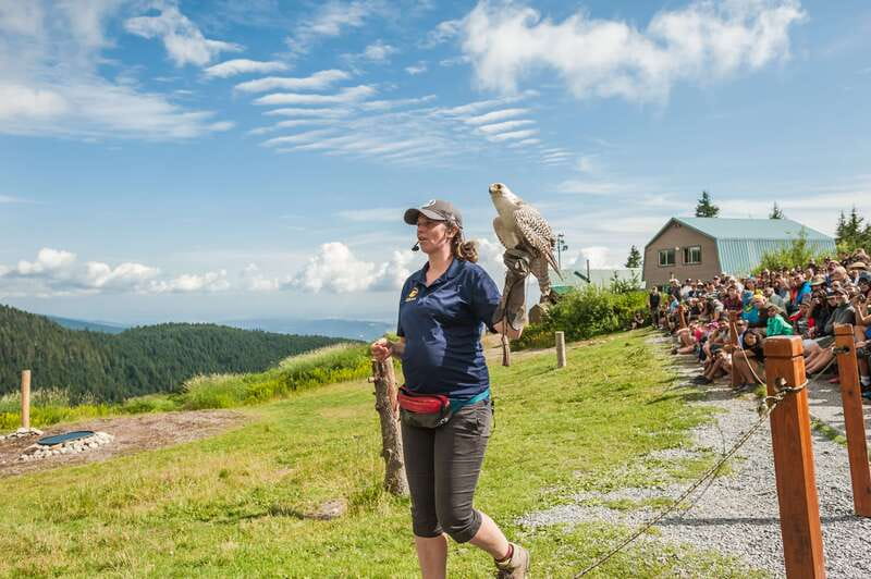 Grouse Mountain, Capilano Bridge & Fish Hatchery Tour - Key points before you book