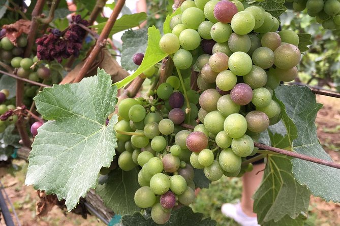 Half-Day Victoria to Cowichan Valley Wine Tour with Tastings - Enrico Winery, Lunch, and the Scenic Pause