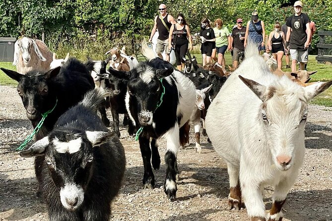 Haute Goat Shmurgle in Ontario - Feeding, cuddling, and the real value of the hour