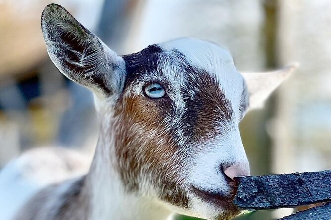 Haute Goat Shmurgle in Ontario - Timing, weather, and practical planning