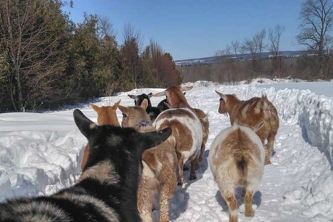 Haute Goat Shmurgle in Ontario - Walking through the fields with the herd