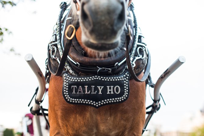 Heritage Horse-Drawn Carriage Experience in Victoria - The Horse Is Part of the Main Attraction