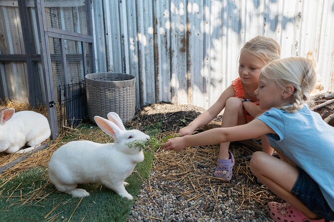 Humberstone Ranch Visit with Mini Domestic Animals - Charlotte and Wilbur, the attention-loving piglets