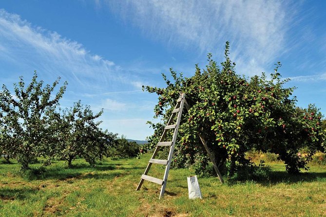 Island of Orleans Taste and Drink Tour - Timing, weather, and seasonal appeal