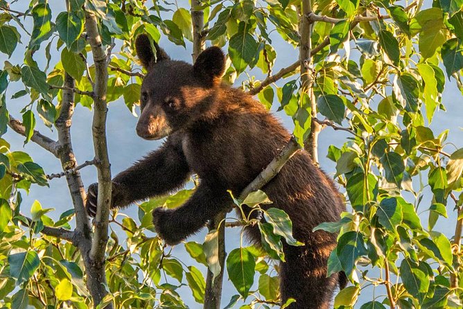 Jasper Evening Wildlife Tour - Quick Take: What Makes This Tour Worth Considering