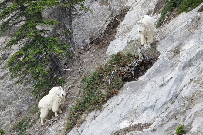 Jasper Evening Wildlife Tour - Mountain Goats, Sheep, Eagles, and Smaller Creatures