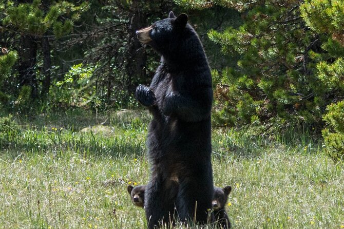 Jasper Evening Wildlife Tour - What the Guide Adds to the Evening