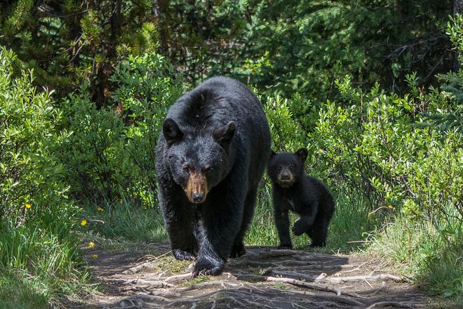 Jasper Evening Wildlife Tour - Photo Stops and Viewing From the Minibus