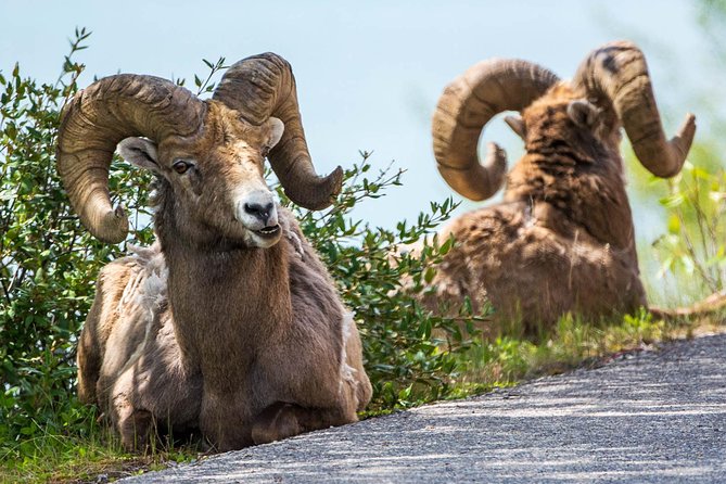 Jasper Evening Wildlife Tour - The Search for Elk, Moose, and Bears