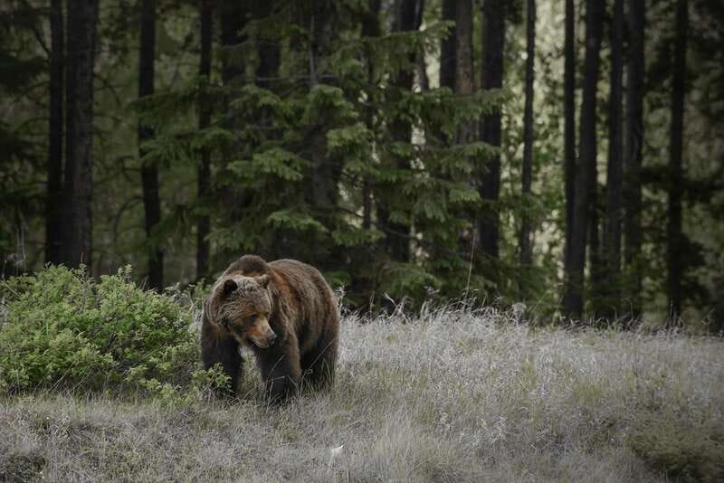 Jasper: Maligne Valley Wildlife & Spirit Island Cruise - Maligne Lake and the cruise to Spirit Island