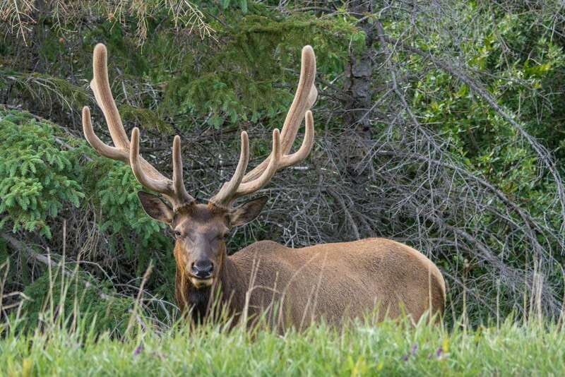 Jasper National Park: Evening or Morning Wildlife Watch Tour - Key points to know before booking