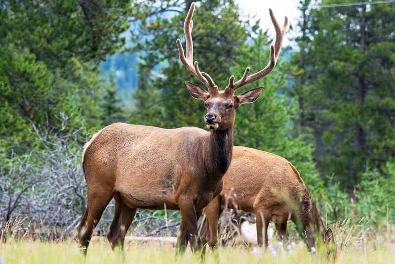Jasper National Park: Evening or Morning Wildlife Watch Tour - Ways to improve your chances
