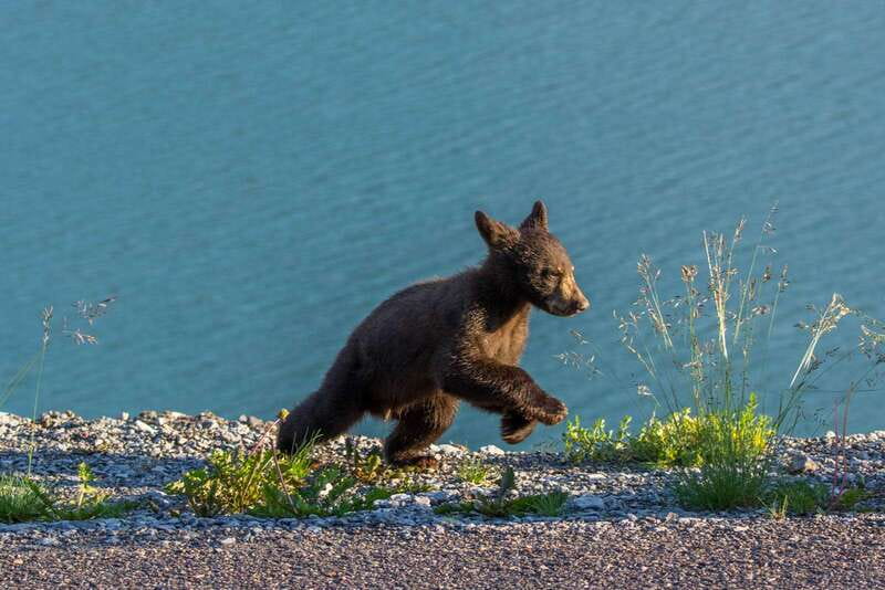 Jasper National Park: Evening or Morning Wildlife Watch Tour - How the wildlife search works
