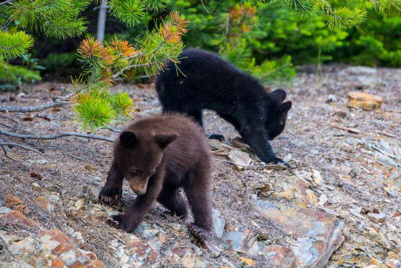 Jasper National Park: Evening or Morning Wildlife Watch Tour - Morning or evening: choosing the better departure