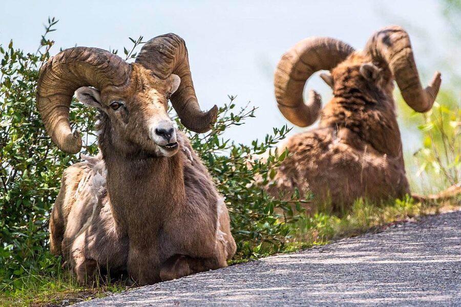 Jasper National Park: Evening or Morning Wildlife Watch Tour - The guide makes the difference