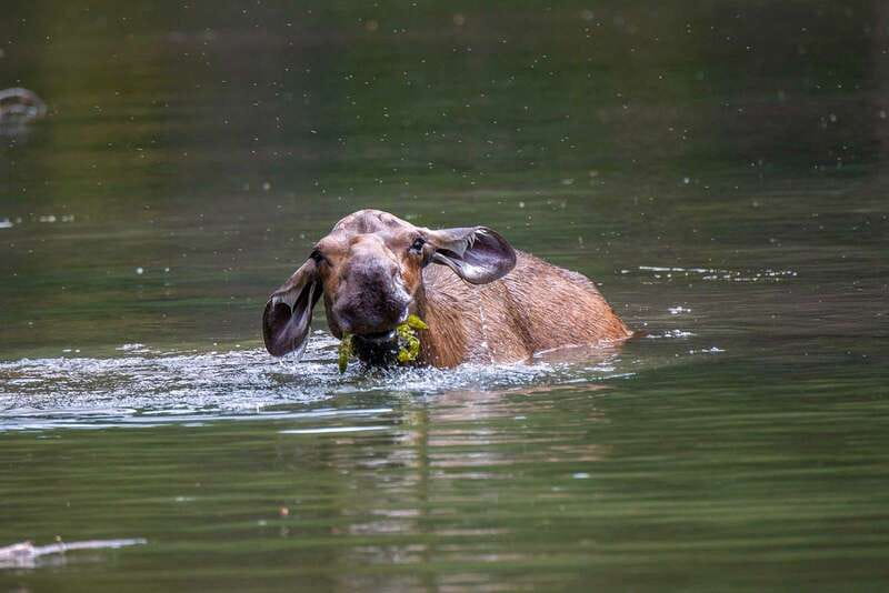 Jasper National Park: Evening or Morning Wildlife Watch Tour - Photography, comfort, and the real pace