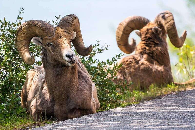 Jasper National Park: Evening or Morning Wildlife Watch Tour - Is $63 a good value?