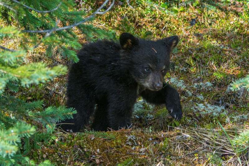 Jasper National Park: Evening or Morning Wildlife Watch Tour - Down into the valley by comfortable minibus