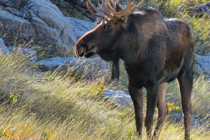 Jasper to Banff One-Way Tour - Riding onto Athabasca Glacier