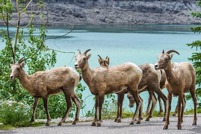 Jasper Wildlife and Sightseeing Tour with Maligne Lake Hike - What guides add to the experience