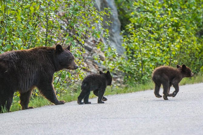 Jasper Wildlife and Sightseeing Tour with Maligne Lake Hike - Maligne Canyon and the story of the 2024 wildfire