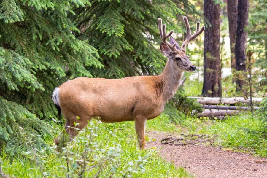 Jasper: Wildlife and Waterfalls Tour with Lakeshore Hike - Who should book this Maligne Valley outing?