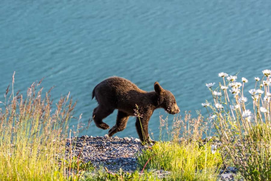 Jasper: Wildlife and Waterfalls Tour with Lakeshore Hike - Six hours through Jasper’s Maligne Valley