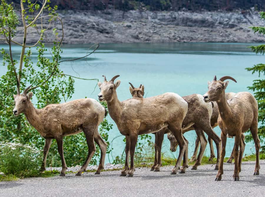 Jasper: Wildlife and Waterfalls Tour with Lakeshore Hike - Wildlife watching, with realistic expectations