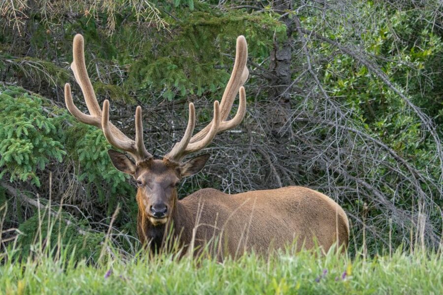 Jasper: Wildlife and Waterfalls Tour with Lakeshore Hike - What the guides add to the day