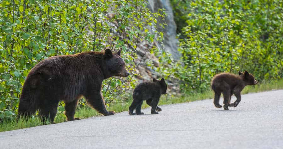 Jasper: Wildlife and Waterfalls Tour with Lakeshore Hike - Pickup details that can save you stress