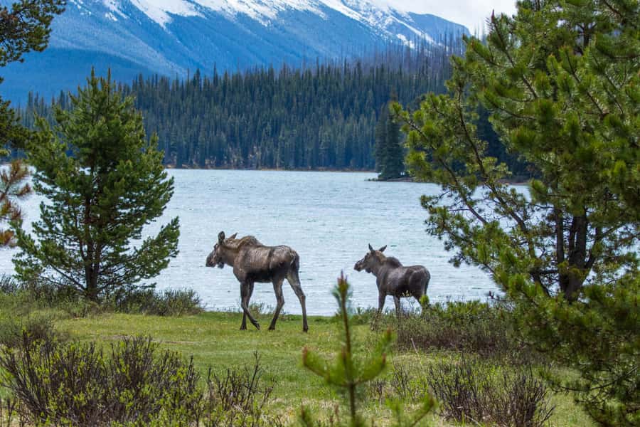 Jasper: Wildlife and Waterfalls Tour with Lakeshore Hike - Maligne Canyon: beautiful, important, and currently uncertain