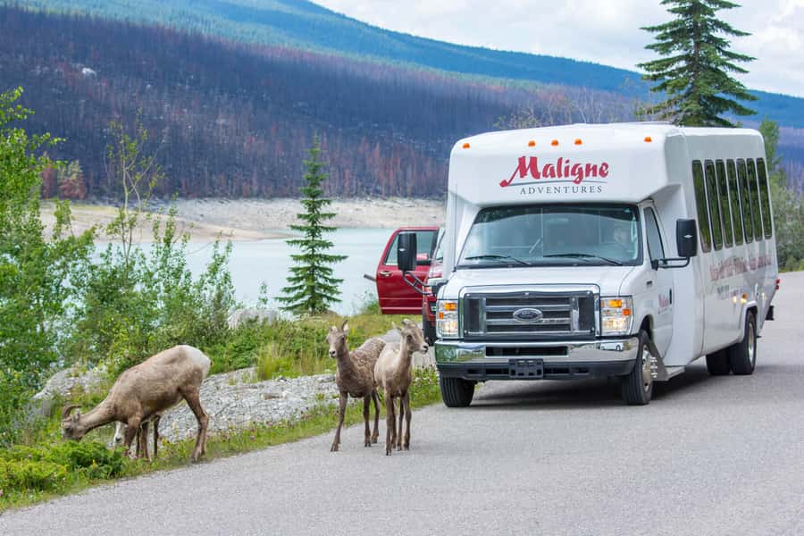 Jasper: Wildlife and Waterfalls Tour with Maligne Cruise - Medicine Lake explains a strange mountain mystery