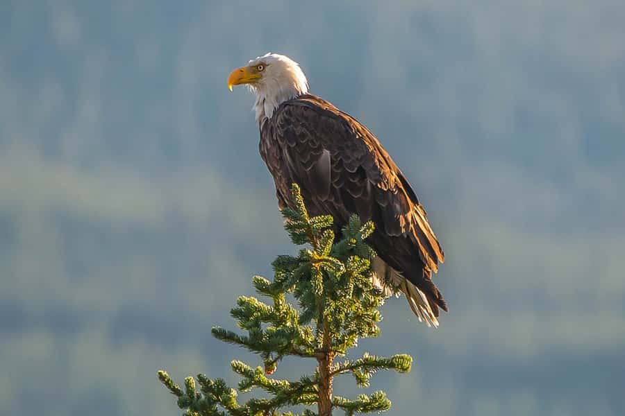 Jasper: Wildlife and Waterfalls Tour with Maligne Cruise - Wildlife watching on the road to Maligne Lake