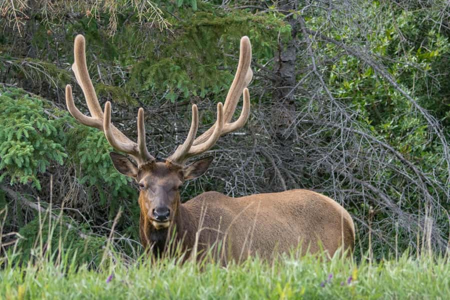 Jasper: Wildlife and Waterfalls Tour with Maligne Cruise - Maligne Lake and the 90-minute ride to Spirit Island